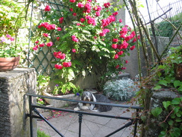 2006 06-Geneva Dog on Patio